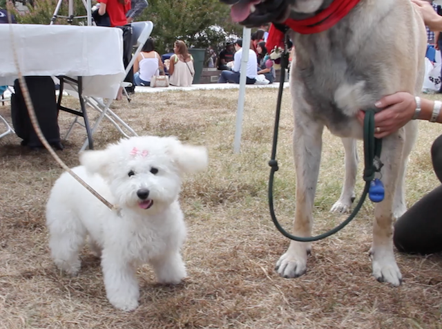 Screen Shot 2015-11-14 at 6.38.34 PM